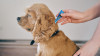 La piroplasmose canine aussi appele babsiose canine ou fivre de la tique : description, symptmes, traitements et risques