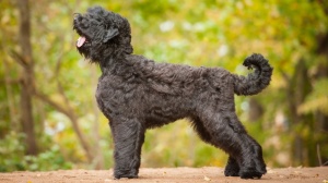 Acheter un chien Russkly tchiorny terrier adulte ou retrait d'levage