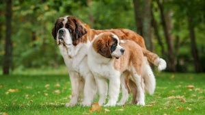 Acheter un chien Saint-bernard poil long adulte ou retrait d'levage