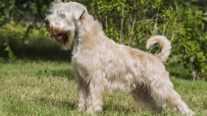 Annonces de reproducteurs de race Terrier irlandais  poils doux