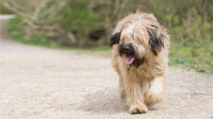 Acheter un chien Catalan sheepdog adulte ou retrait d'levage