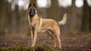 Acheter un chien Berger belge malinois adulte ou retraits d'levage