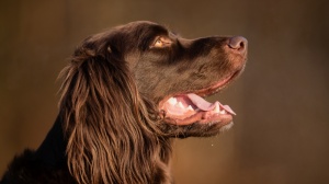 Elevages de German pointer longhaired